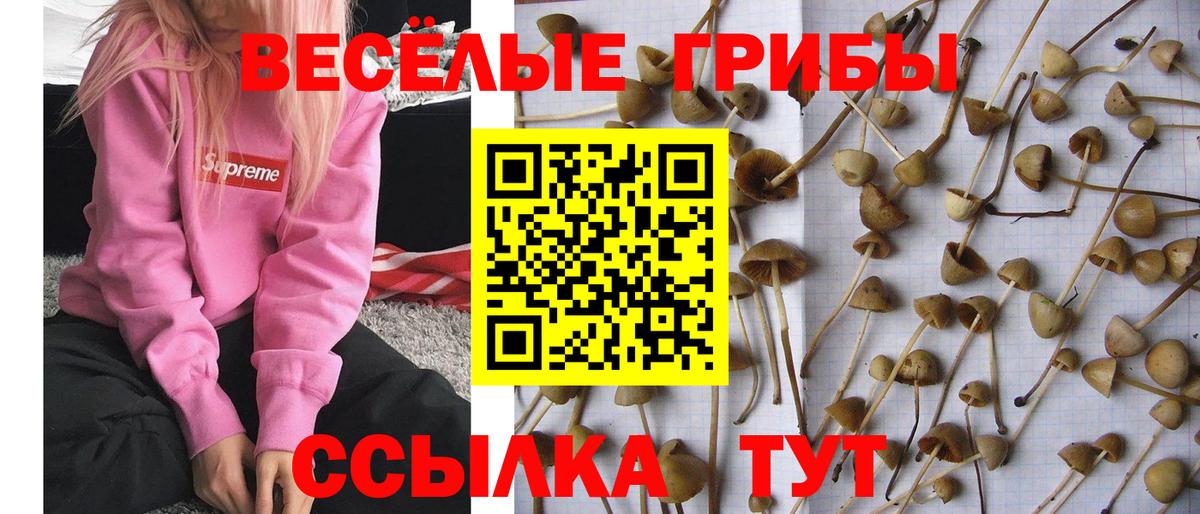 Нововоронеж  Псилоцибиновые грибы мицелий  Вход с VPN 